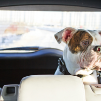 Dog in car