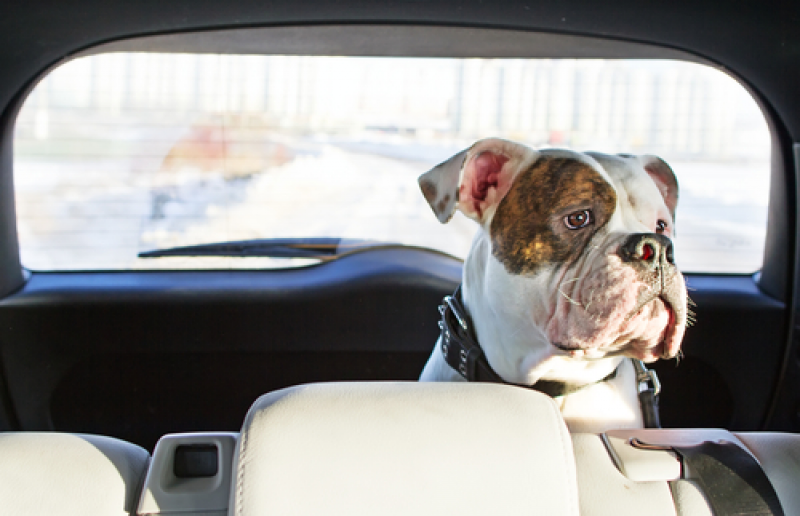 Dog in car